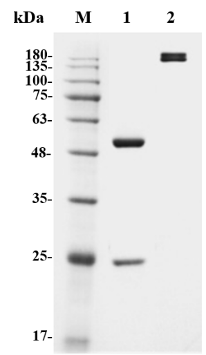 Figure 1 Human Anti-APS Recombinant Antibody (clone CL1) (HPAB-1960-FY) in SDS-PAGE
