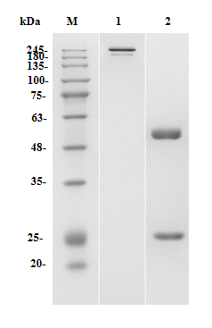 Figure 1 Mouse Anti-MICA/B Recombinant Antibody (clone 1D5) (PABC-516) in SDS-PAGE
