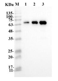 Figure 1 Anti-Human IL23A Antibody (TAB-620LC) in WB