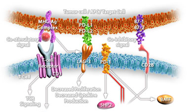 All-Pathways