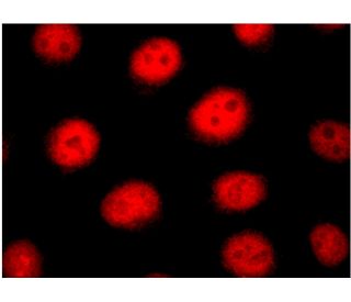 Ku-86 (B-1): sc-5280. Immunofluorescence detection of Ku-86 staining... 