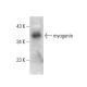 myogenin Antibody (G-3) - Western Blotting - Image 376788