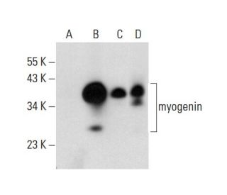 myogenin Antibody (G-3) - Western Blotting - Image 300425 