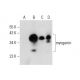 myogenin Antibody (G-3) - Western Blotting - Image 300425 