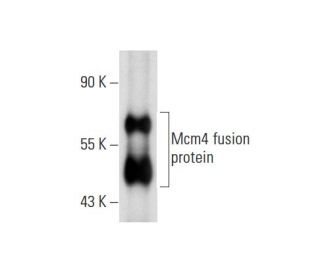 Mcm4 Antibody (D-4) - Western Blotting - Image 72912