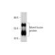 Mcm4 Antibody (D-4) - Western Blotting - Image 72912