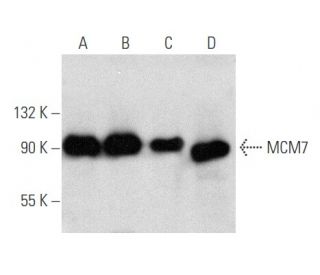 MCM7 Antibody (47DC141) - Western Blotting - Image 356619 