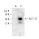 MEF-2C Antibody (G-5) - Western Blotting - Image 398901