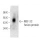 MEF-2C Antibody (G-5) - Western Blotting - Image 398902 