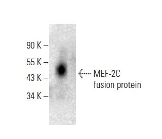 MEF-2C Antibody (G-5) - Western Blotting - Image 398902 