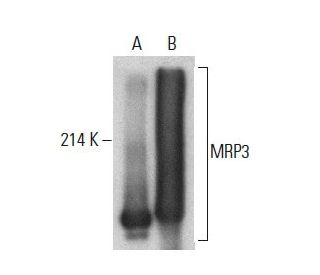 MRP3 Antibody (B-2) - Western Blotting - Image 399351 