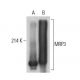 MRP3 Antibody (B-2) - Western Blotting - Image 399351 