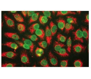 Nuclear Envelope and Nuclear Pore Marker Antibody (39C7) - Immunofluorescence - Image 67329