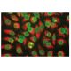 Nuclear Envelope and Nuclear Pore Marker Antibody (39C7) - Immunofluorescence - Image 67329