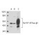 beta 1 Sodium Potassium ATPase/ATP1B1 Antibody (464.8) - Western Blotting - Image 16191