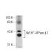 beta 1 Sodium Potassium ATPase/ATP1B1 Antibody (464.8) - Western Blotting - Image 126490 