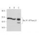 beta 1 Sodium Potassium ATPase/ATP1B1 Antibody (464.8) - Western Blotting - Image 357656 