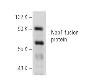 Nap1 Antibody (B-8) - Western Blotting - Image 13918