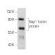 Nap1 Antibody (B-8) - Western Blotting - Image 13918