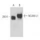 NCAM-L1 Antibody (74-5H7) - Western Blotting - Image 17063