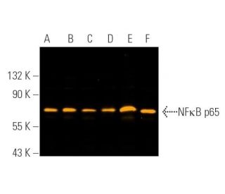 RELA/NF&kappa;B p65 Antibody (F-6) - Western Blotting - Image 390728 