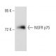 NGFR p75 Antibody (0.N.469) - Western Blotting - Image 53548