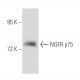 NGFR p75 Antibody (2B2.55) - Western Blotting - Image 53552