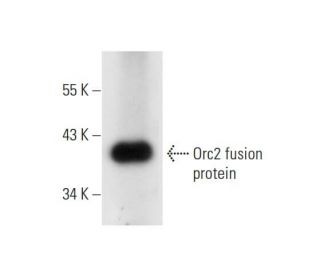 Orc2 Antibody (C-5) - Western Blotting - Image 304368