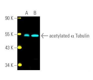 acetylated alpha Tubulin Antibody (6-11B-1) - Western Blotting - Image 391510 