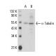 alpha Tubulin Antibody (TU-01) - Western Blotting - Image 17656