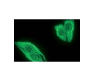 alpha Tubulin Antibody (TU-01) - Immunofluorescence - Image 12955 