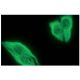 alpha Tubulin Antibody (TU-01) - Immunofluorescence - Image 12955 