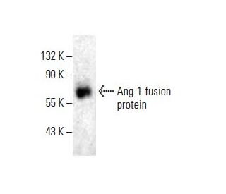 Angiopoietin 1/Ang-1/ANGPT1 Antibody (D-6) - Western Blotting - Image 398956 