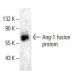 Angiopoietin 1/Ang-1/ANGPT1 Antibody (D-6) - Western Blotting - Image 398956 