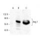 Angiopoietin 1/Ang-1/ANGPT1 Antibody (D-6) - Western Blotting - Image 398957