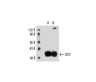 B23/Nucleophosmin Antibody (FC82291) - Western Blotting - Image 16157 