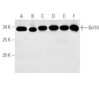 Bcl10 Antibody (331.3) - Western Blotting - Image 174 