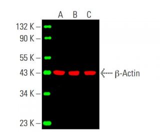 beta Actin Antibody (C4) - Western Blotting - Image 388047 