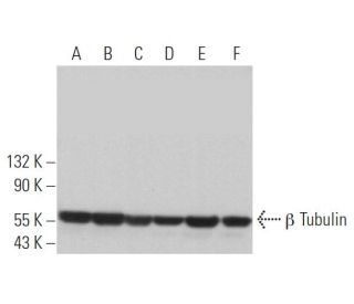 beta Tubulin Antibody (SAP.4G5) - Western Blotting - Image 373061 