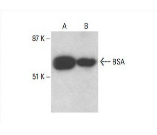 BSA Antibody (2A3E6) - Western Blotting - Image 393560 