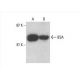 BSA Antibody (2A3E6) - Western Blotting - Image 393560 