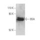 BSA Antibody (2A3E6) - Western Blotting - Image 400989