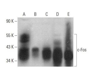 c-Fos Antibody (E-8) - Western Blotting - Image 350697 