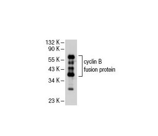 cyclin B Antibody (D-5) - Western Blotting - Image 46954