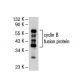 cyclin B Antibody (D-5) - Western Blotting - Image 46954