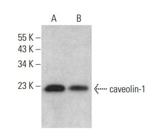 caveolin-1 Antibody (7C8) - Western Blotting - Image 377751 