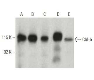 Sc 8006 Cbl b G 1 Clinisciences