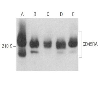 CD45RA Antibody (F8-11-13) - Western Blotting - Image 354111 