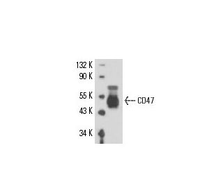 CD47 Antibody (BRIC 126) - Western Blotting - Image 16223 