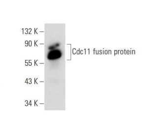 Cdc11 Antibody (C-9) - Western Blotting - Image 70429